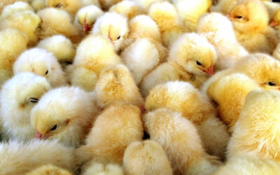Increased dumping of chicken expected, particularly from Brazil